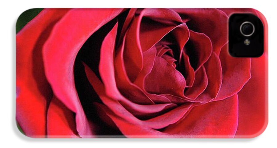 Red Rose Close Up - Phone Case