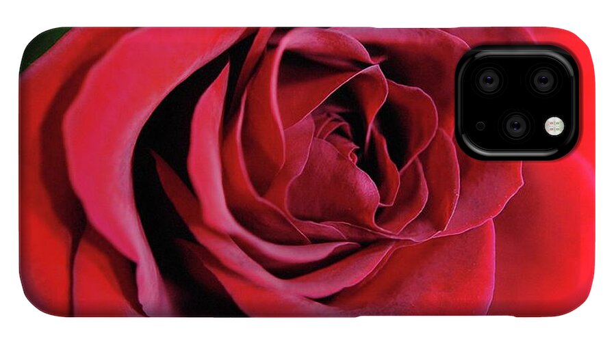 Red Rose Close Up - Phone Case