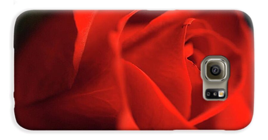 Red Rose With Veins - Phone Case