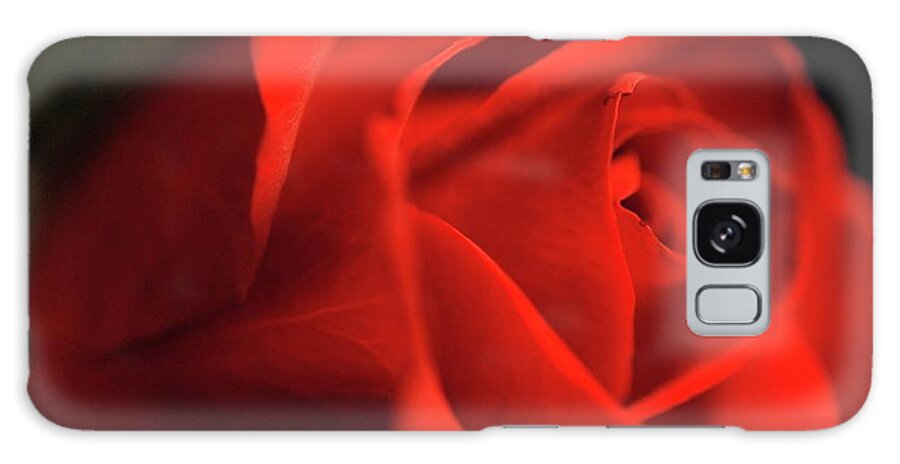 Red Rose With Veins - Phone Case