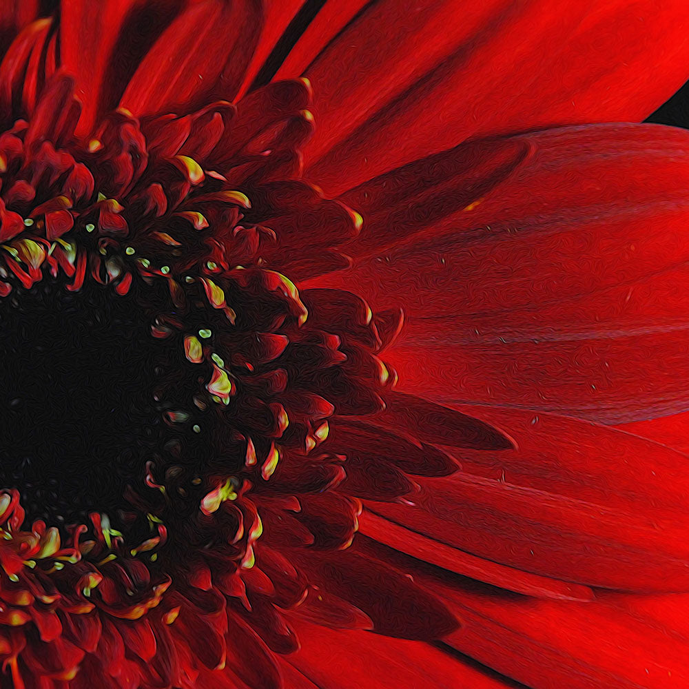 Red Daisy Close Up Digital Image Download