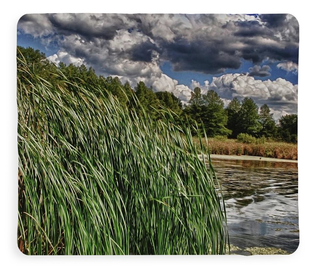 Reeds Along a Campground Lake - Blanket