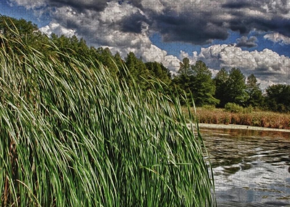 Reeds Along a Campground Lake - Puzzle