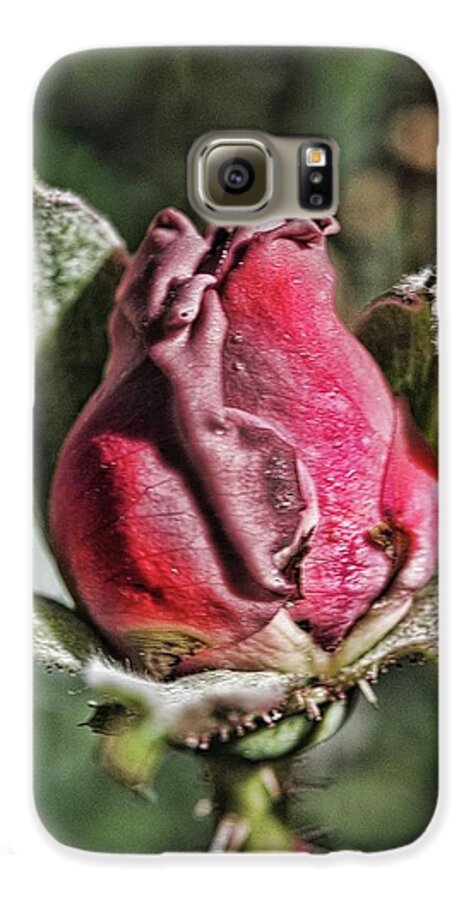 Rosebud In The Morning - Phone Case