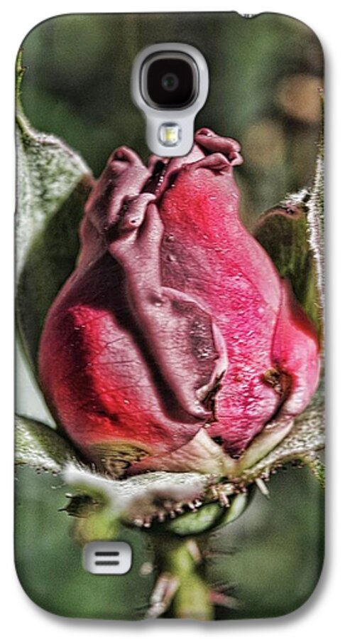 Rosebud In The Morning - Phone Case