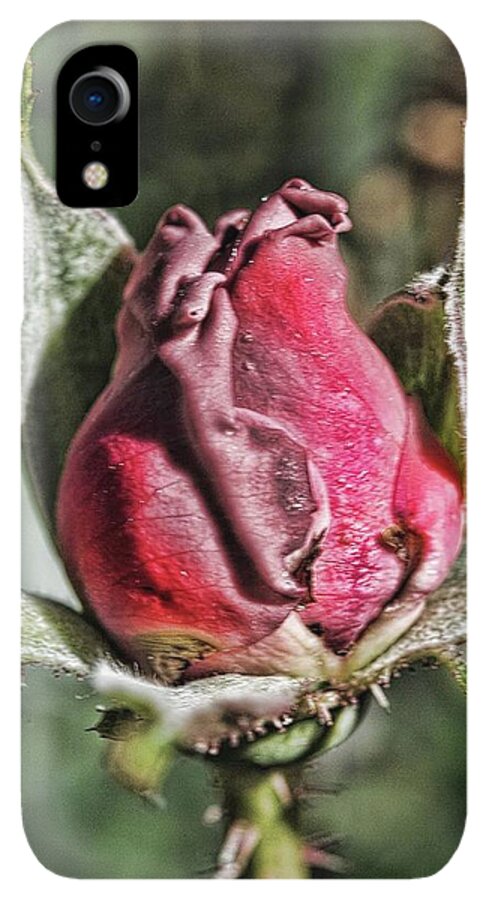 Rosebud In The Morning - Phone Case