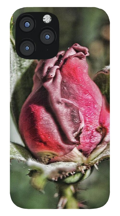 Rosebud In The Morning - Phone Case