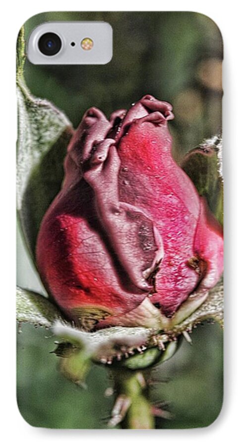 Rosebud In The Morning - Phone Case