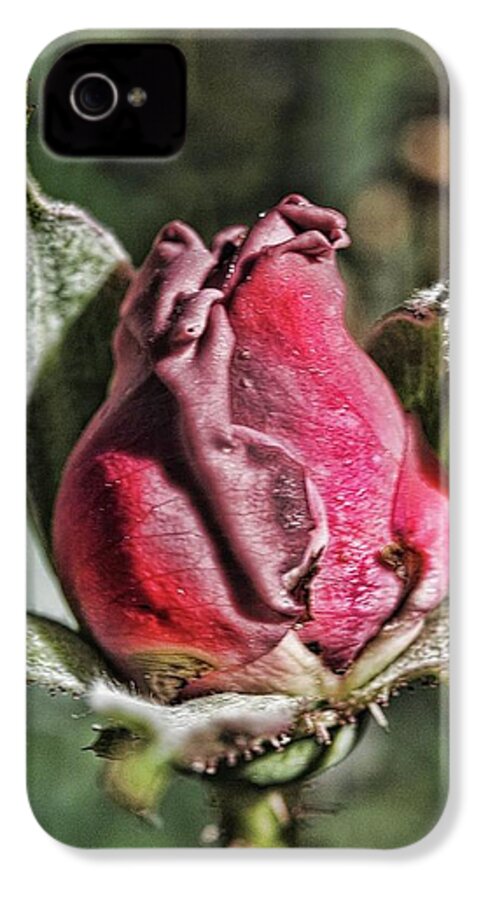 Rosebud In The Morning - Phone Case