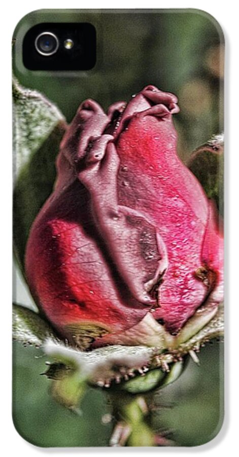 Rosebud In The Morning - Phone Case