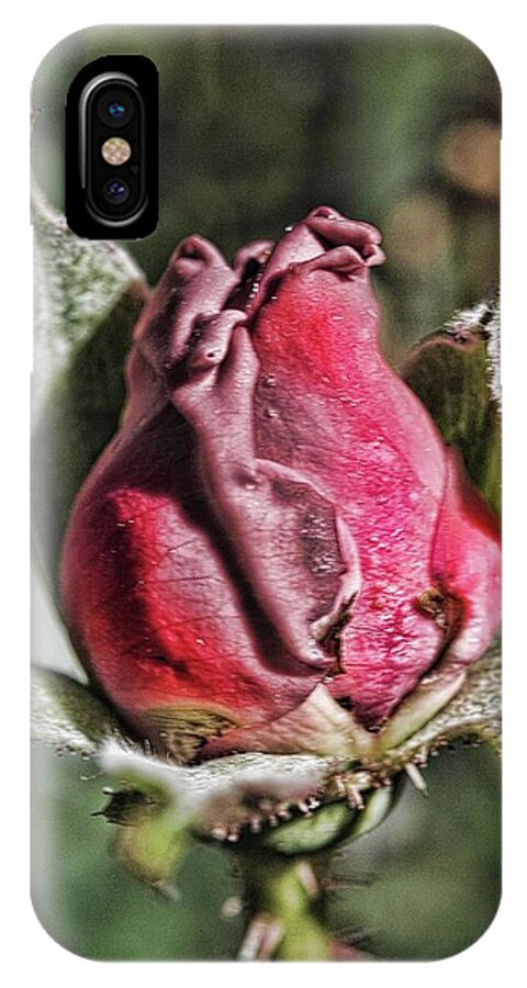 Rosebud In The Morning - Phone Case