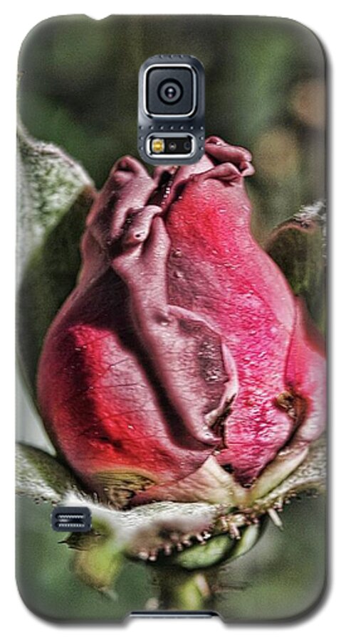 Rosebud In The Morning - Phone Case