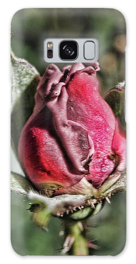 Rosebud In The Morning - Phone Case
