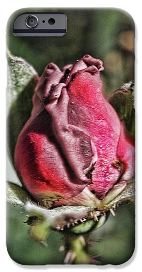 Rosebud In The Morning - Phone Case