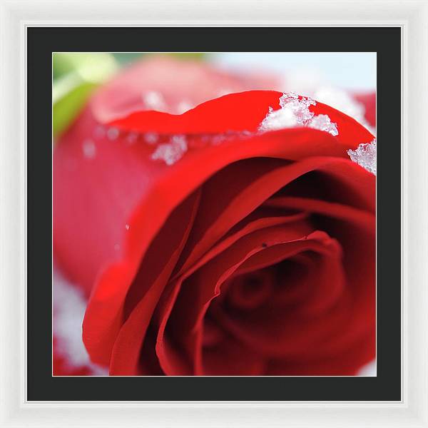 Snow Covered Rose - Framed Print