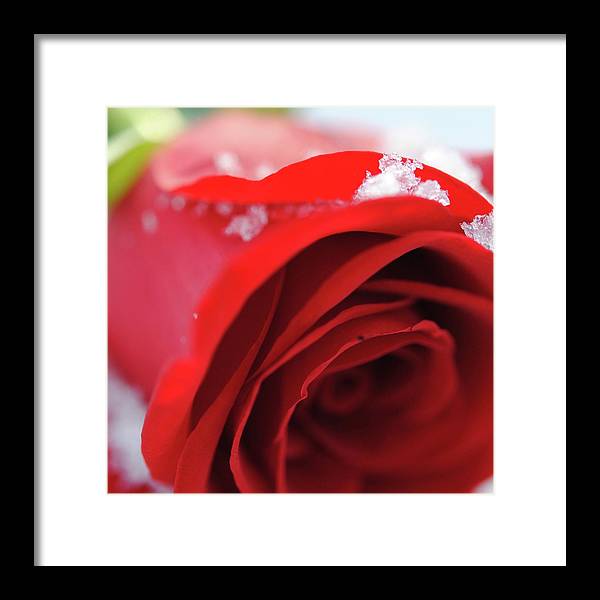 Snow Covered Rose - Framed Print