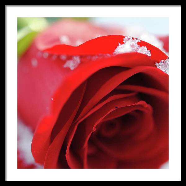 Snow Covered Rose - Framed Print