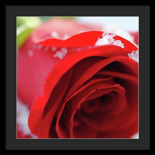 Snow Covered Rose - Framed Print