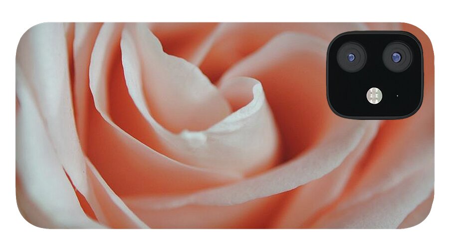 Soft Pink Rose Close Up - Phone Case