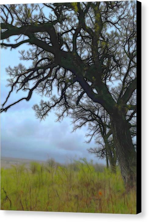 Spring Tree Buds - Canvas Print