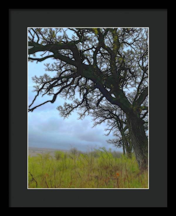 Spring Tree Buds - Framed Print