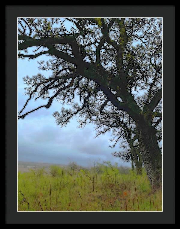 Spring Tree Buds - Framed Print