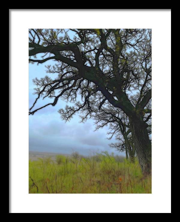 Spring Tree Buds - Framed Print