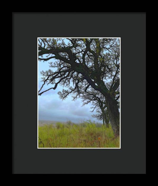 Spring Tree Buds - Framed Print