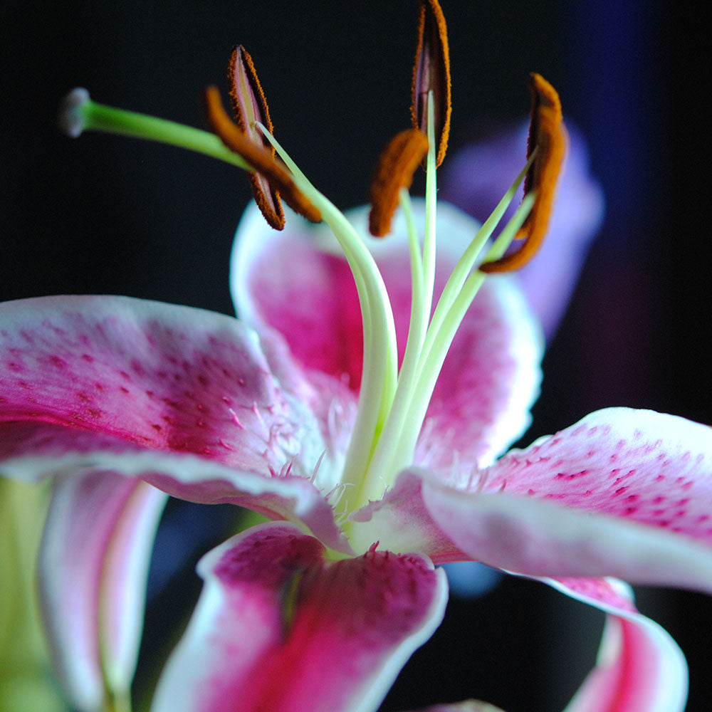 Pink and White Lily Digital Image Download