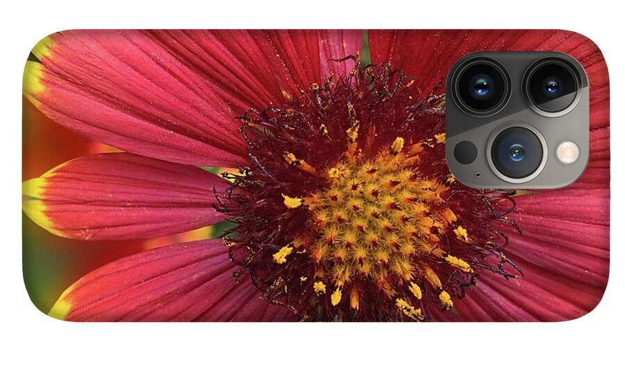 Sunburst Flower Close Up - Phone Case