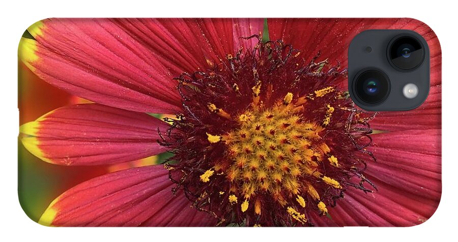 Sunburst Flower Close Up - Phone Case
