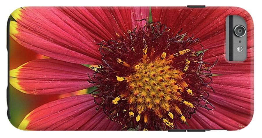 Sunburst Flower Close Up - Phone Case