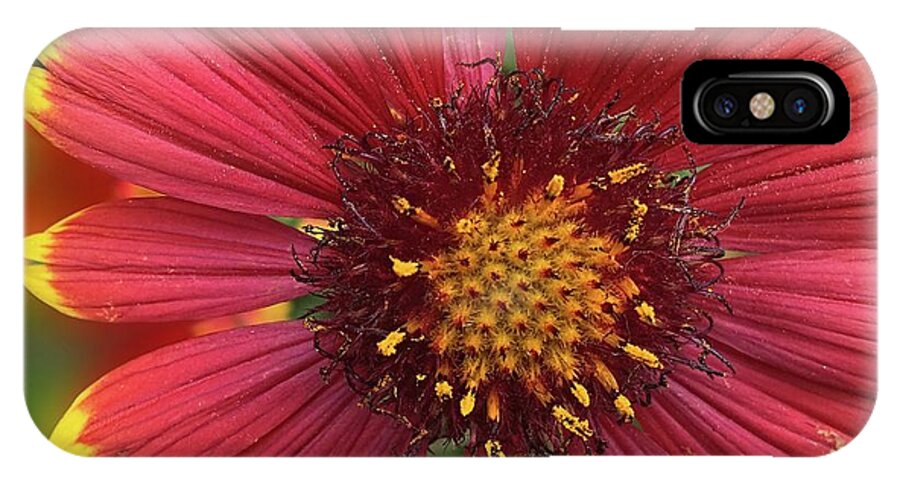 Sunburst Flower Close Up - Phone Case