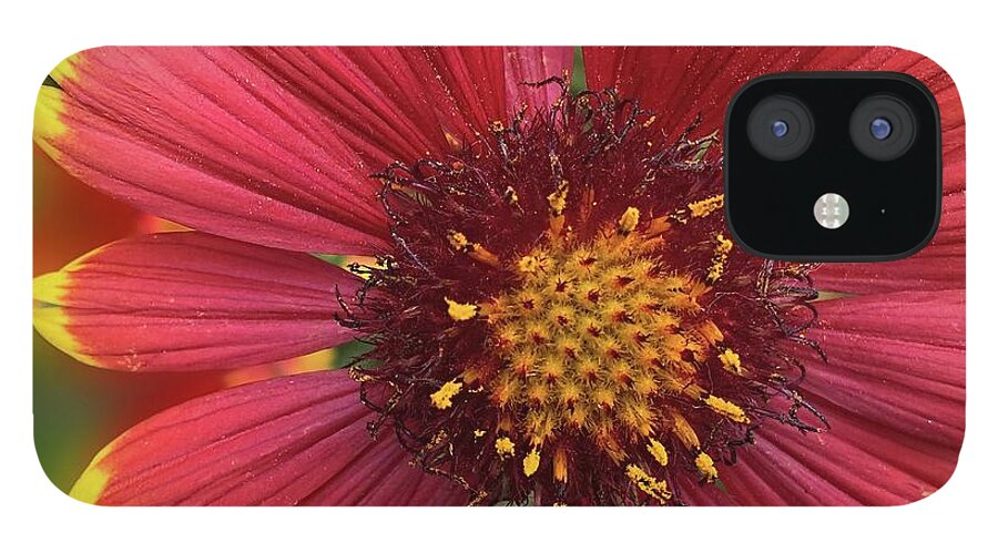 Sunburst Flower Close Up - Phone Case