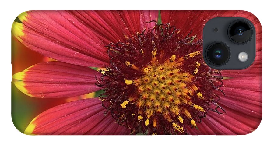 Sunburst Flower Close Up - Phone Case