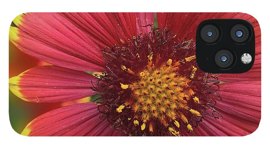 Sunburst Flower Close Up - Phone Case