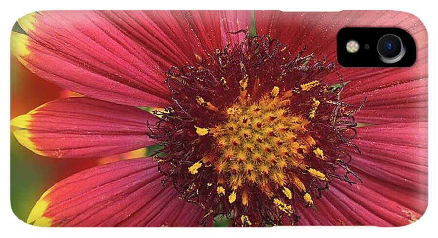 Sunburst Flower Close Up - Phone Case