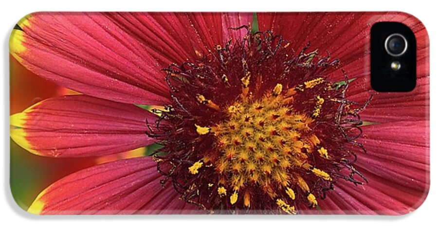 Sunburst Flower Close Up - Phone Case