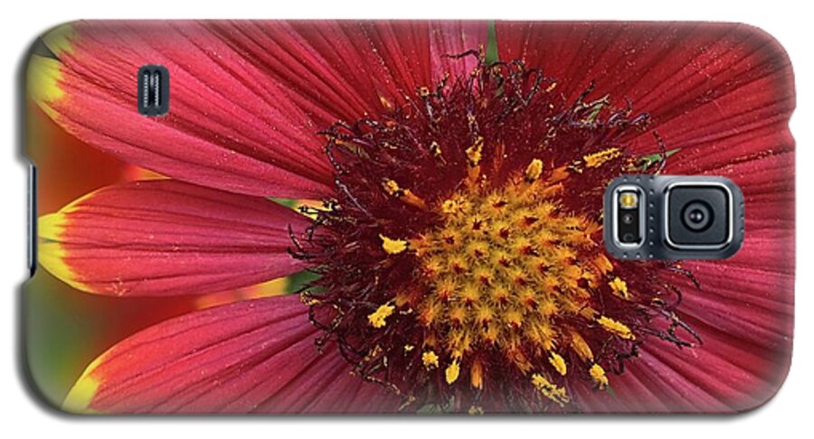 Sunburst Flower Close Up - Phone Case