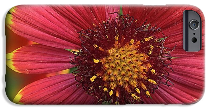 Sunburst Flower Close Up - Phone Case
