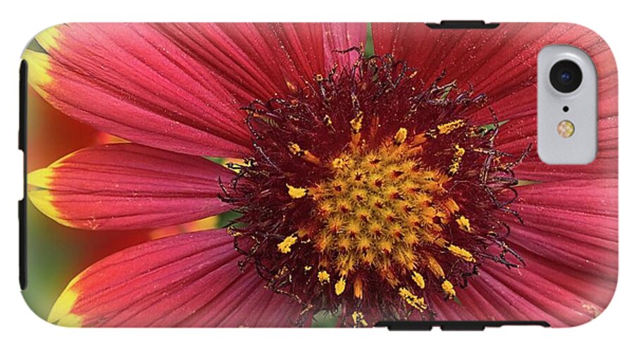 Sunburst Flower Close Up - Phone Case