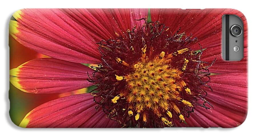 Sunburst Flower Close Up - Phone Case