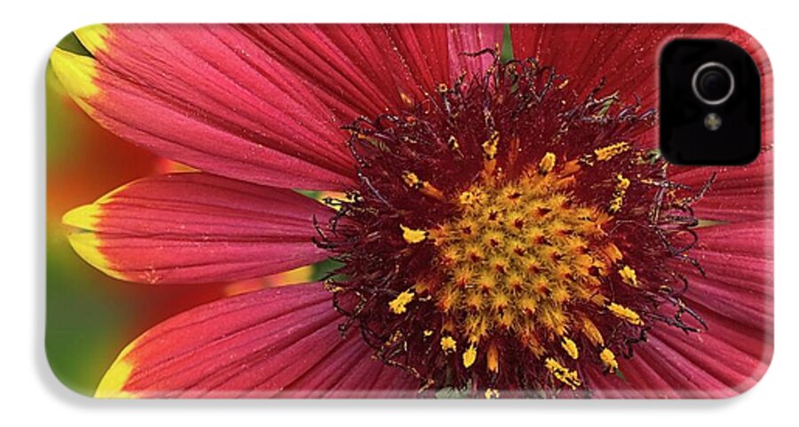 Sunburst Flower Close Up - Phone Case