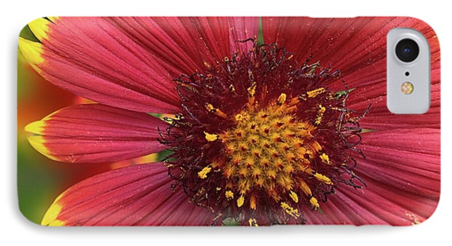 Sunburst Flower Close Up - Phone Case