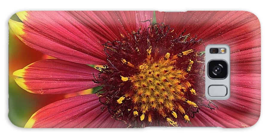Sunburst Flower Close Up - Phone Case