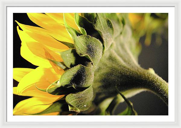 Sunflower Back - Framed Print