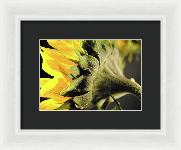 Sunflower Back - Framed Print