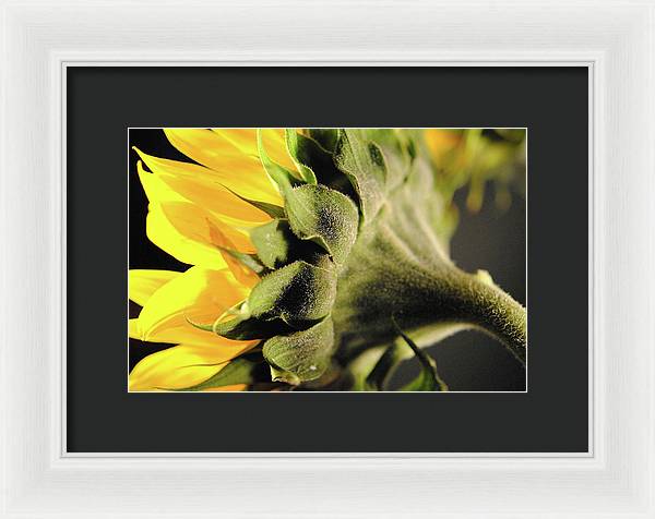 Sunflower Back - Framed Print