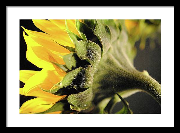 Sunflower Back - Framed Print