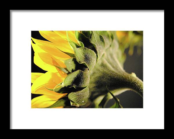 Sunflower Back - Framed Print